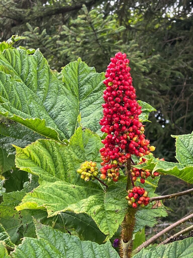 Red berries of spiky Devil's Club